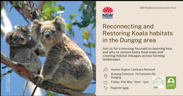 31 May Koala workshop flyer