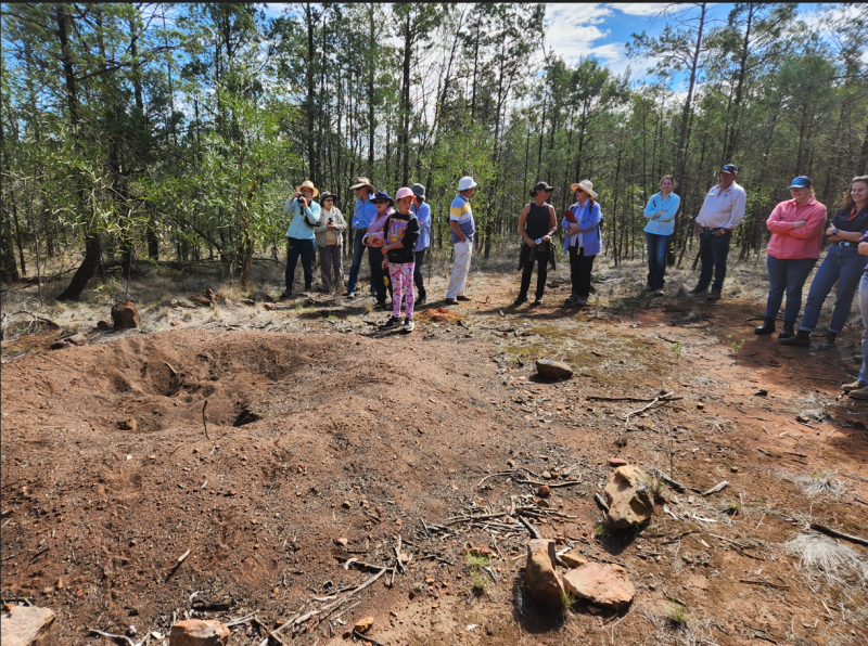 Mallee fowl nest and onlookers