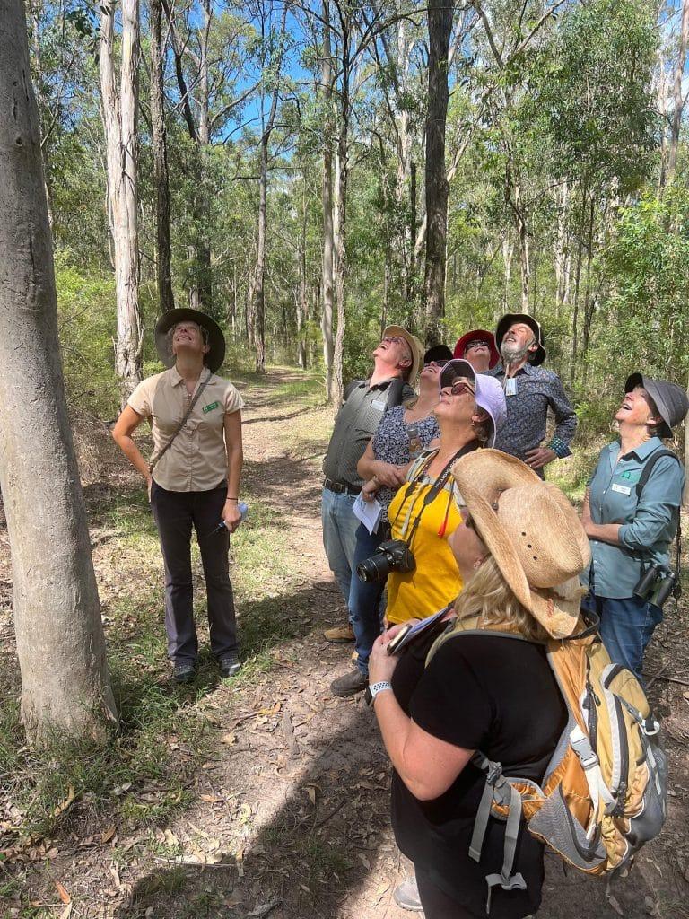 people gazing up at a tree with a koala in it