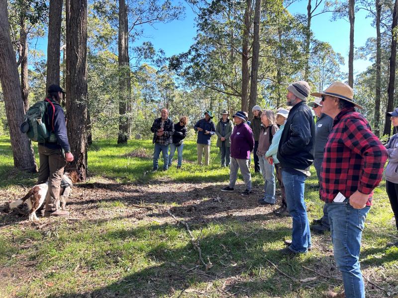 Koala detection demo