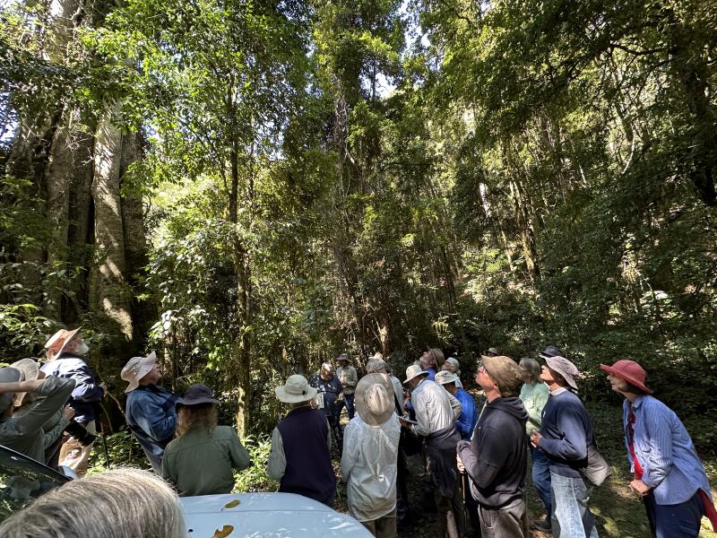 Looking into the canopy-beginners