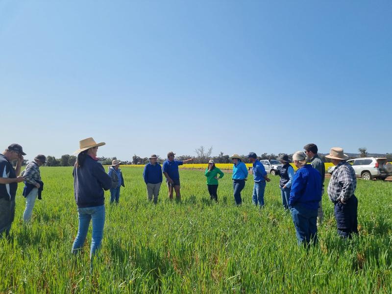 Weddin Landcare-Myall Park-in farm biodiversity-20240910-weddin landcare