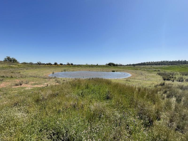 Condobolin Landcare-Biodiversity  on farms-20240919