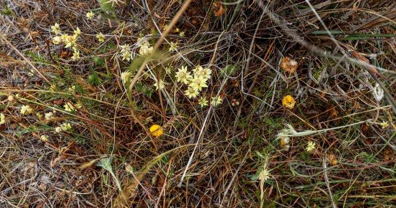 Biodiverse grasslands