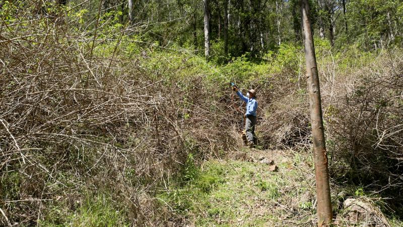 treating Lantana- splattergun approach