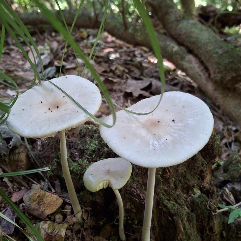 Fungi in thedry rainforest