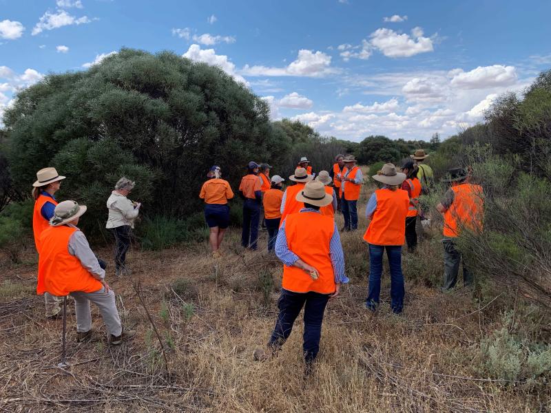 241113 Riverina Planting and weeds