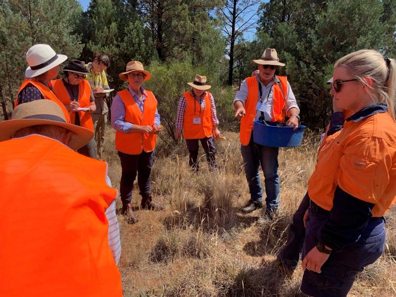 241113 Riverina Planting and weeds