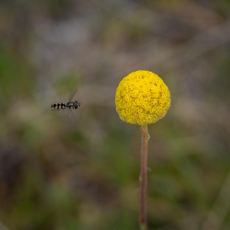 Billy Button